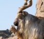 morkhur goats 90x80