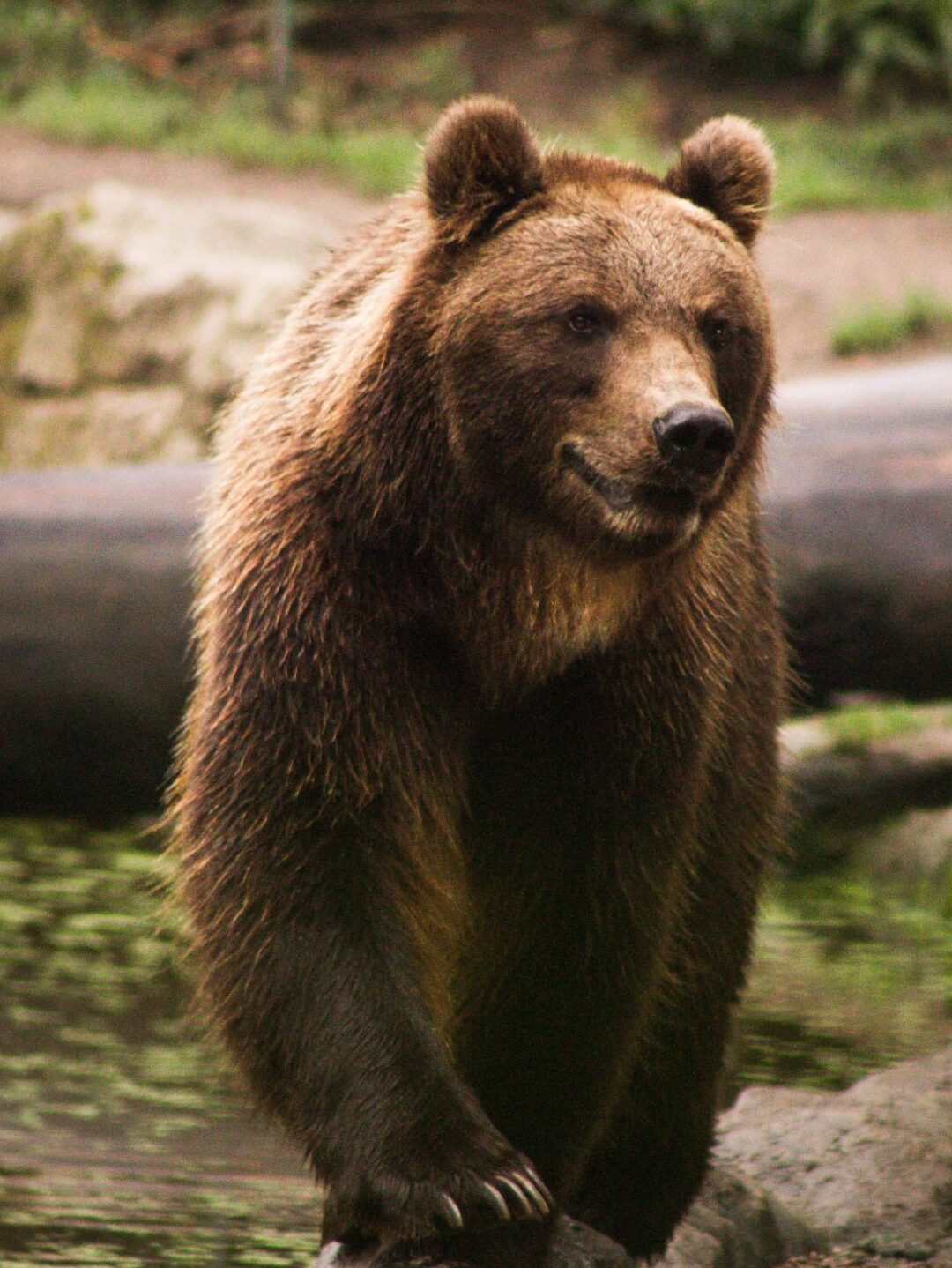 tianshan brown bear e1754254166788